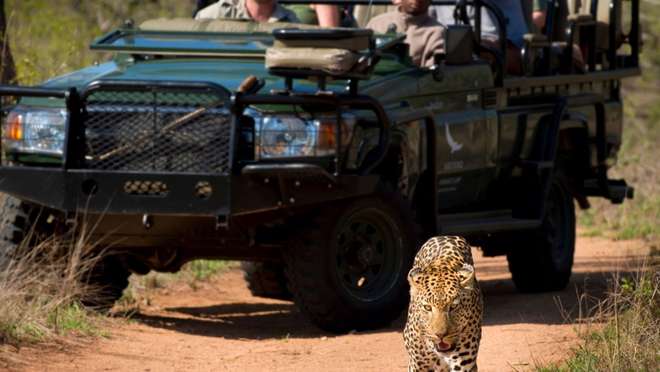 Cape to Safari: A Luxury South African Adventure