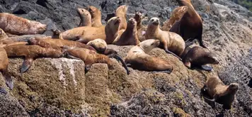 Image related to Local Wildlife
