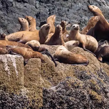 Image related to Local Wildlife