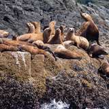 Image related to Local Wildlife