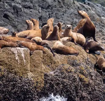 Image related to Local Wildlife