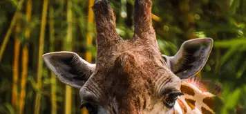 Image related to Kristiansand Zoo