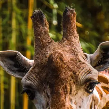 Image related to Image related to Kristiansand Zoo