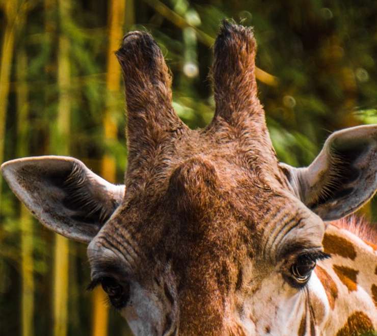 Kristiansand Zoo