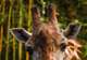 Kristiansand Zoo