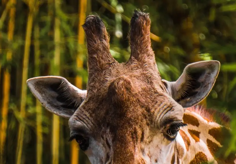 Kristiansand Zoo