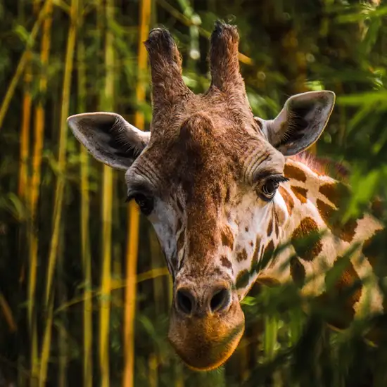 Image related to Kristiansand Zoo