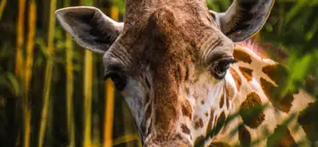 Image related to Kristiansand Zoo