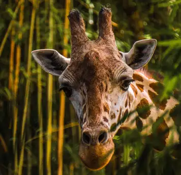 Image related to Kristiansand Zoo