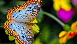 Image related to Botanic Gardens