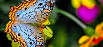 Image related to Botanic Gardens