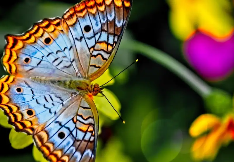 Image related to Botanic Gardens