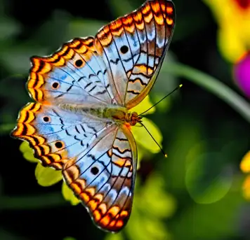 Image related to Botanic Gardens