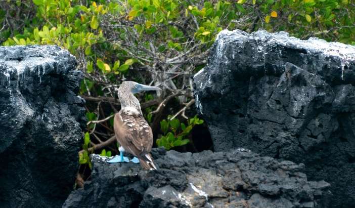 Isla Lobos, San Cristobal
