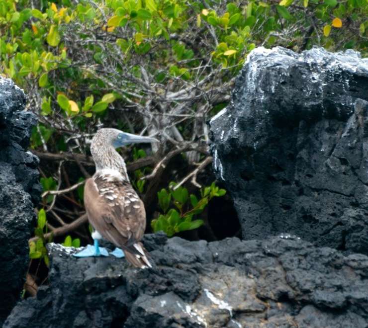 Isla Lobos, San Cristobal