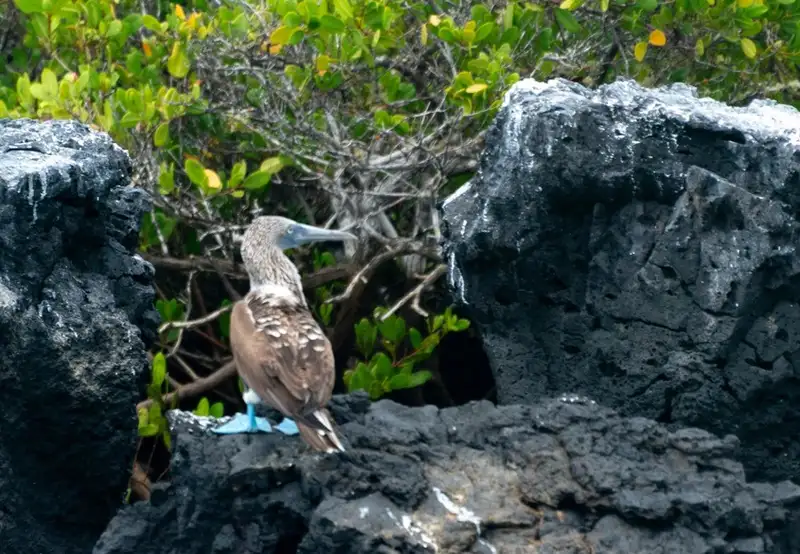 Isla Lobos, San Cristobal