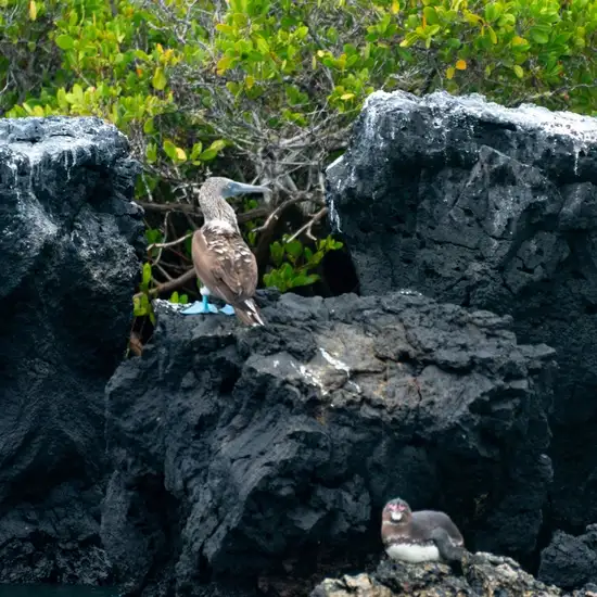 Image related to Isla Lobos, San Cristobal