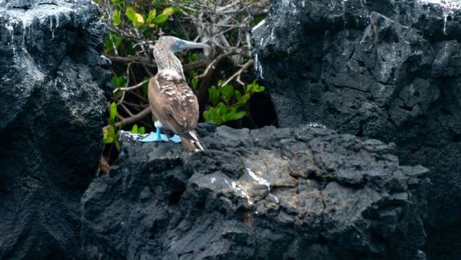 Isla Lobos, San Cristobal