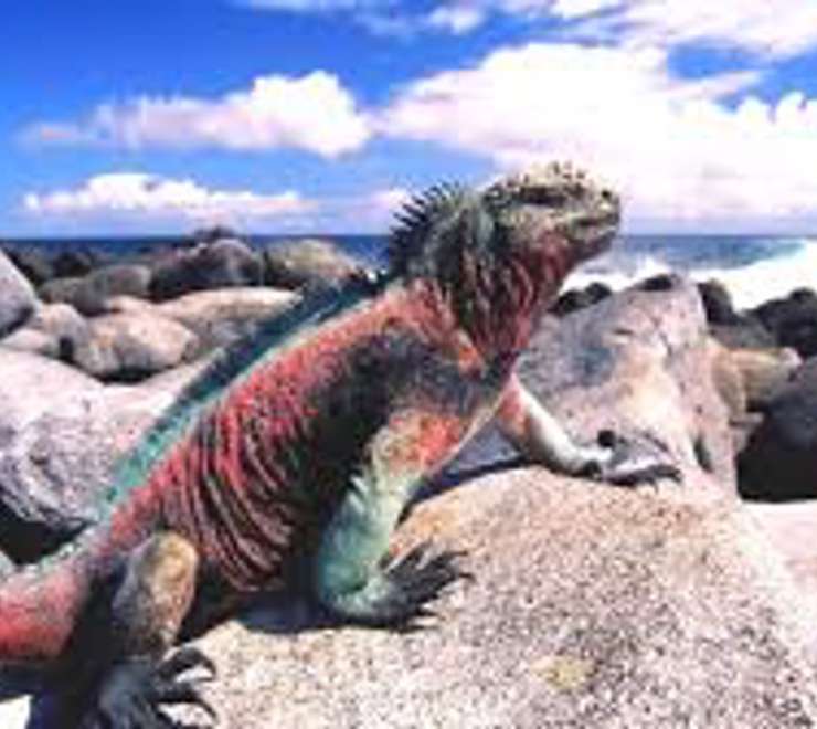 See "Christmas" Marine Iguanas
