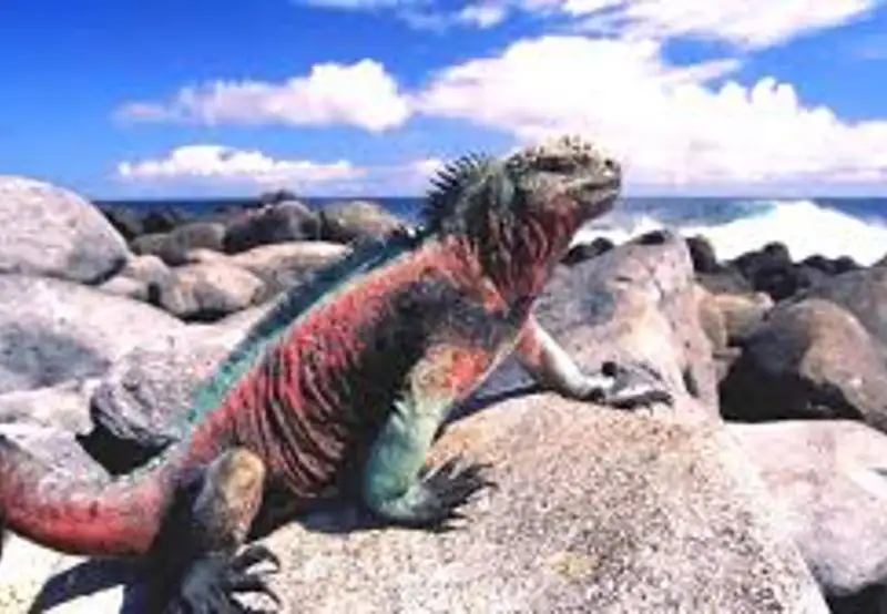 See "Christmas" Marine Iguanas