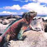 Image related to See "Christmas" Marine Iguanas