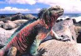 IgluCruise.Application.ViewModels.Shared.WebImageViewModel?.Description