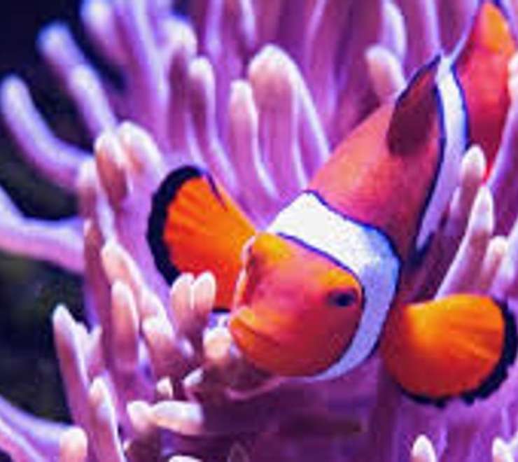 Cairns Aquarium