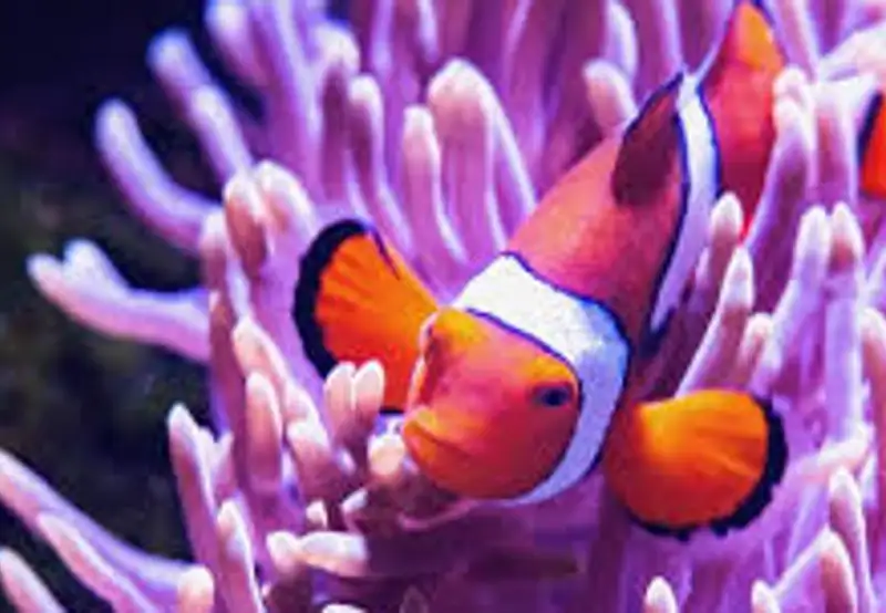 Cairns Aquarium