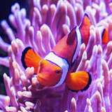 Image related to Cairns Aquarium