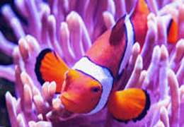 IgluCruise.Application.ViewModels.Shared.WebImageViewModel?.Description