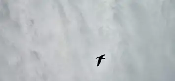 Image related to Annandale Falls