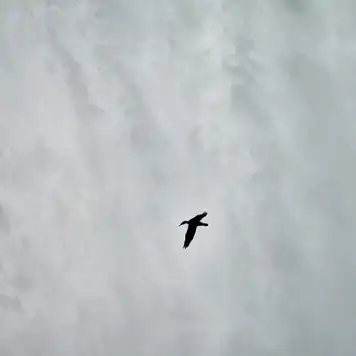 Image related to Annandale Falls