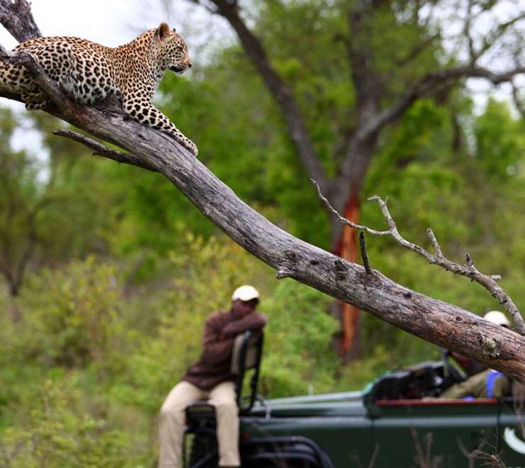 Sabi Sands Reserve - Game Drives