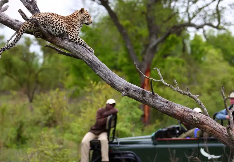 Sabi Sands Reserve - Game Drives