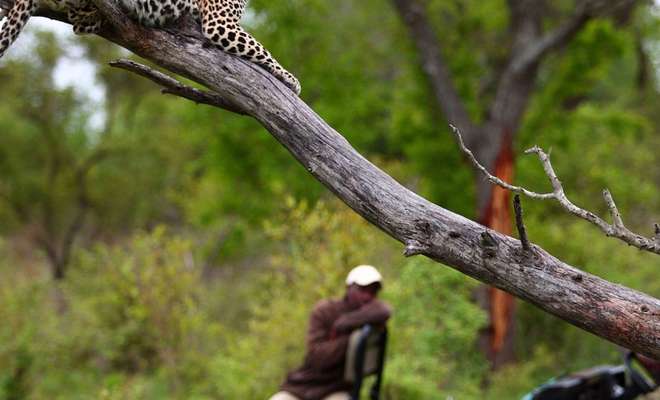 Embark on an Epic Sabi Sands Safari