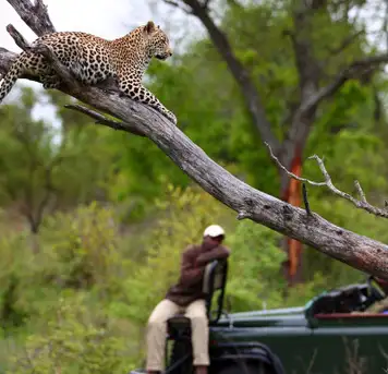 Image related to Sabi Sands Reserve - Game Drives