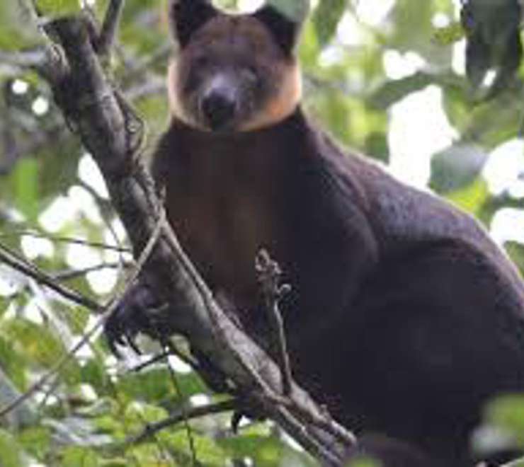 Hunt for Wildlife in the Arfak Mountains