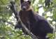 Hunt for Wildlife in the Arfak Mountains
