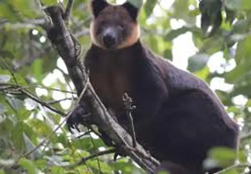 Hunt for Wildlife in the Arfak Mountains