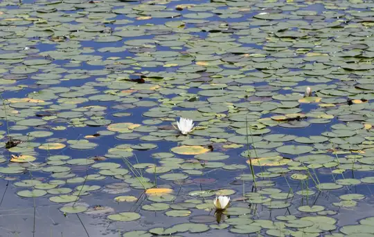 Image related to Botanical Gardens