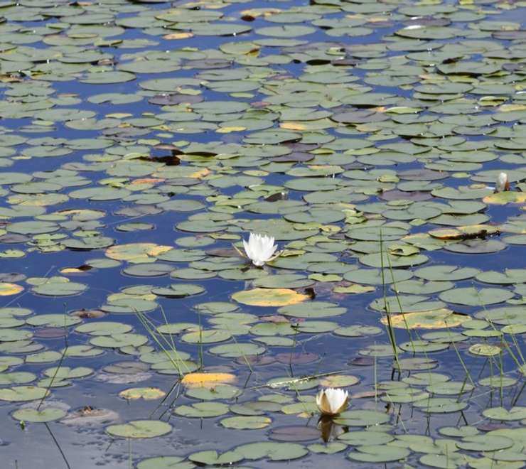 Botanical Gardens