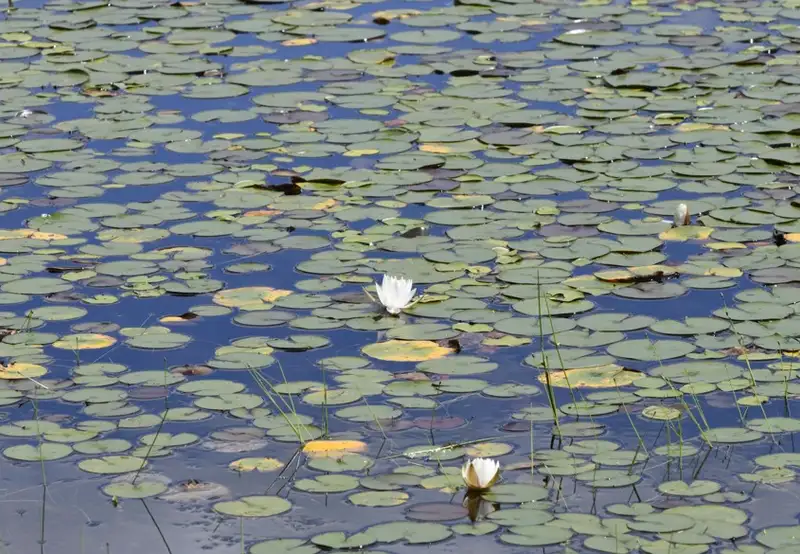 Botanical Gardens