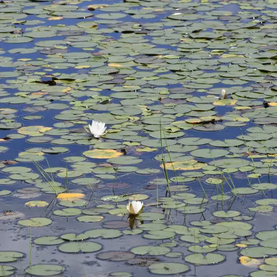 Image related to Botanical Gardens