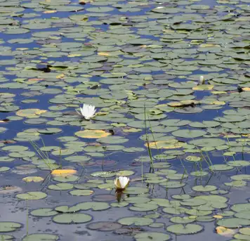 Botanical Gardens