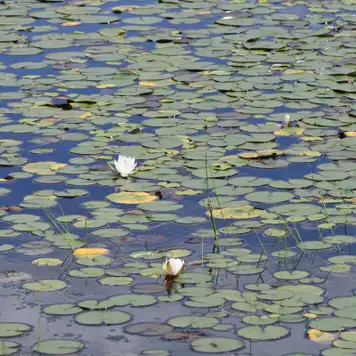 Image related to Botanical Gardens