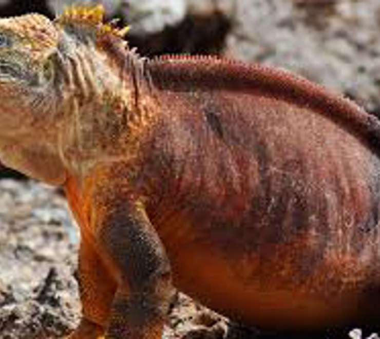 Spot Land Iguanas