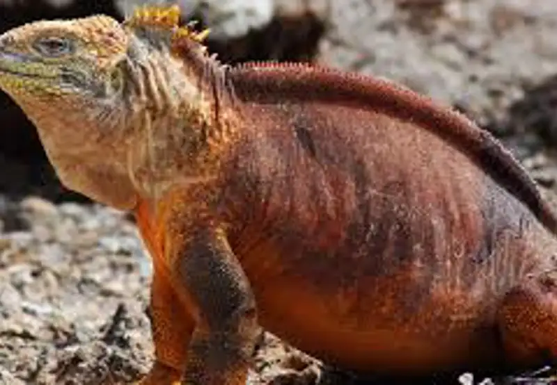 Spot Land Iguanas