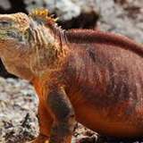 Image related to Spot Land Iguanas