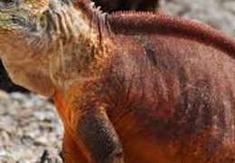 IgluCruise.Application.ViewModels.Shared.WebImageViewModel?.Description