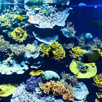 Image related to Musee Oceanographique